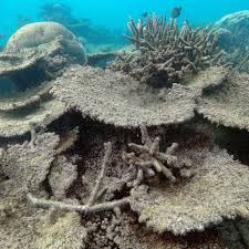 It contains the world's largest collection of coral reefs, with 400 types of coral, 1,500 species of fish and. Great Barrier Reef Not Likely To Survive If Warming Trend Continues Says Report Great Barrier Reef The Guardian