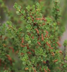 Image result for Myrothamnus flabellifolius