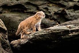 Información sobre los gatos, cuidados, salud, comportamiento, razas de gatos, genética felina. Estudio Muestra Que Gatos Y Perros Domesticos Influyen Negativamente En Guinas Gatos Colocolo Y Zorros Culpeo En Reserva La Campana Penuelas La Tercera
