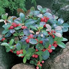Teaberry, boxberry, and wintergreen being some of the most common names. Gaultheria Procumbens Plants Ground Cover Plants Wild Ginger Plant