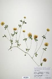 Image result for Trifolium isthmocarpum