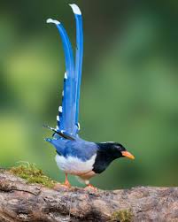 Black Bird With Long Tail And Red Beak Best Birds Of World On Instagram Follow Us For Amazing Bird Photography From Around The World Visit The Private Best B Cute Birds Bird Photography Animals