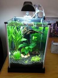 21 Best Aquascaping Design Ideas To Decor Your Aquarium Tips Inside Betta Fish Tank Fish Tank Betta Aquarium