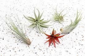 Alibaba.com offers 1,056 tillandsia plants products. Wholesale Classic Tillandsia Air Plant Variety Air Plant City