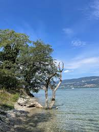 Image result for Bersama lucens