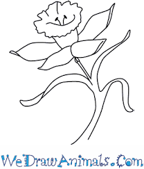 How to draw a daffodil. How To Draw A Daffodil Flower