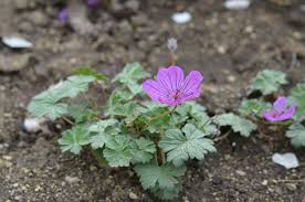 Image result for Geranium ocellatum