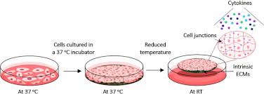 Check spelling or type a new query. Human Mesenchymal Stem Cell Sheets In Xeno Free Media For Possible Allogenic Applications Scientific Reports