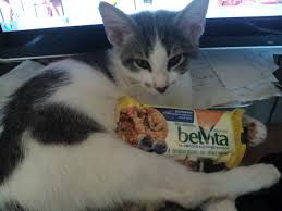 Even The Cat Likes Belvita Belvita Hotels Breakfastbiscuits Influenster Rosevoxbox Cats Belvita I Love Cats