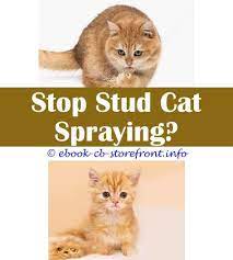 10 Beyond Words Stop Cats Marking Indoors Toxoplasmosis Admirable