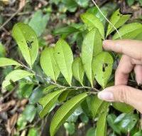 Image result for Diospyros ferrea