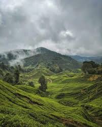 Check spelling or type a new query. Cameron Highlands Travel Guide Your Perfect 2021 Guide