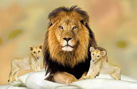 Happy World Lion Day Wild Animals Drawing World Lion Day Animals Wild