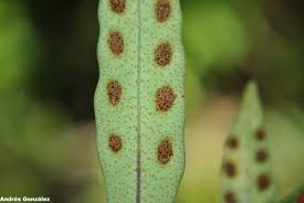 Image result for Pleopeltis macrocarpa