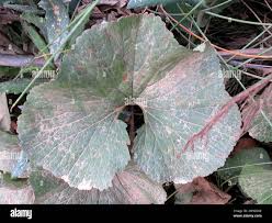 Image result for Gunnera perpensa