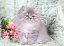 Available Kittens - Doll Face Persian Kittens