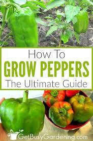 How To Grow Peppers The Ultimate Guide Growing Peppers Stuffed Peppers Growing Green Peppers