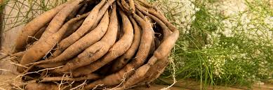 Image result for Asparagus botswanicus