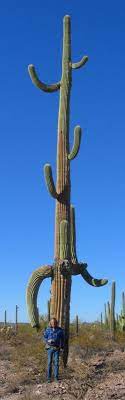 They're usually about 30 inches in diameter, and they can grow saguaros are sage green in color, and their trunks and arms are deeply ribbed and covered in long needles, which can be up to 3 inches in length. 250 Saguaro Cactus Ideas Saguaro Saguaro Cactus Cactus