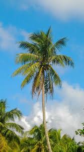 Image result for Cocos nucifera