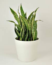 Image result for Tristachya superba