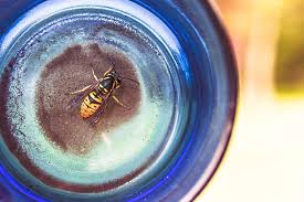 We did not find results for: Comment Se Debarrasser Les Guepes Naturellement