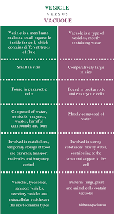 Difference Between Vesicle And Vacuole Comparison Summary Basic Anatomy And Physiology Biology Facts Biochemistry Notes