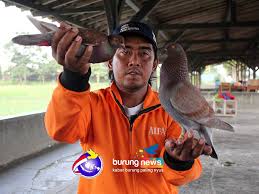 Most popular hd wallpapers for desktop / mac, laptop, smartphones and tablets with different resolutions. Merpati Balap Liga Jateng Bersatu Hari 1 2 Pembalap Klaten Rajai H1 Ducati Tercepat Di Kelas Utama Junior Burungnews