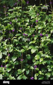 Image result for Stachytarpheta urticifolia