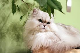Oriental longhair cat breed and advice. The 17 Best Cat Breeds For First Time Owners Popsugar Pets