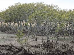 Image result for Avicennia marina