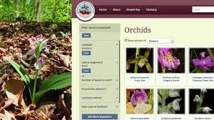 go orchids a guide to identifying orchids