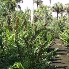 Image result for Acrostichum