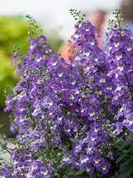 Angelonia Better Homes Gardens