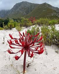 Image result for Alectra orobanchoides