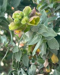 Image result for Salacia bussei