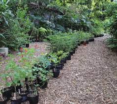 Today i propagate tens of thousands. 12 Tips For Starting A Nursery Business From Home Countryside