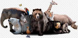 Maybe you would like to learn more about one of these? Psd 15 Png Cute Animals On Transparent Background