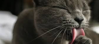 If fleas or mites invade your cat, the hair will fall out in clumps. Hot Spots On Cats Causes Treatment Litter Robot Blog