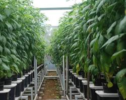 Gambar Cabai hidroponik