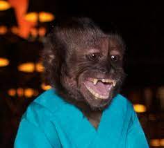 World famous actor, monkey, and oo ooo oo aaa aaa oooa aoa aoaoaoa aaaoao oooooa aaa a aaaaaa nominated for teen choice award for choice movie scene stealer. Crystal The Monkey Wikipedia