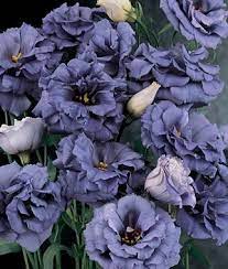 Pin On For A Unique Black And Blue Garden