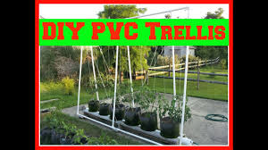 If you want to learn more about how to build a cucumber trellis, we recommend you to pay attention to the instructions described in the article. Diy Pvc Trellis System For My Hybrid Rggs 6 15 16 Youtube