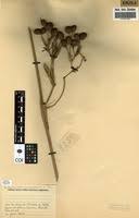 Image result for Sarcophrynium prionogonium