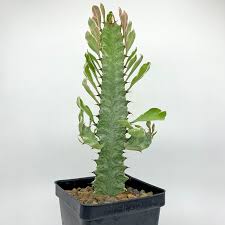 Image result for Euphorbia williamsonii