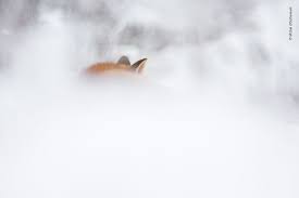 93 Of The Best Wildlife Photos Of 2018 Warning Some Images May Be Too Brutal