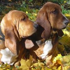 We strive to produce extremely healthy puppies with excellent temperaments that will make a loving addition to your family. Learn About The Basset Hound Dog Breed From A Trusted Veterinarian