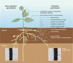 We're a hardware and lumber store in one. Plant And Microbial Strategies To Improve The Phosphorus Efficiency Of Agriculture Springerlink