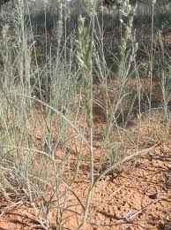 Image result for Schmidtia kalahariensis