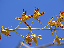 Image result for Leptactina platyphylla